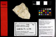 Foto (Objekt + Etiketten) von Galatheites aiola n. sp. (Robins, Feldmann, Schweitzer & Bonde, 2016) 